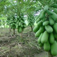 Benih Biji Bibit Pepaya Calina California Unggul Lokal eceran