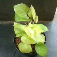 Sirih Gading Kuning tanaman rambat gantung