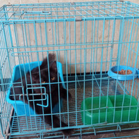 Kandang Kucing Bekas