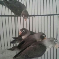 burung lovebird LB betmen paud baby anak bahan betman batman