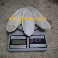 Grit Tulang sotong Asinan JUMBO untuk burung lovebird dll