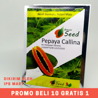 Kemasan isi 30 butir benih / bibit pepaya calina (california) IPB