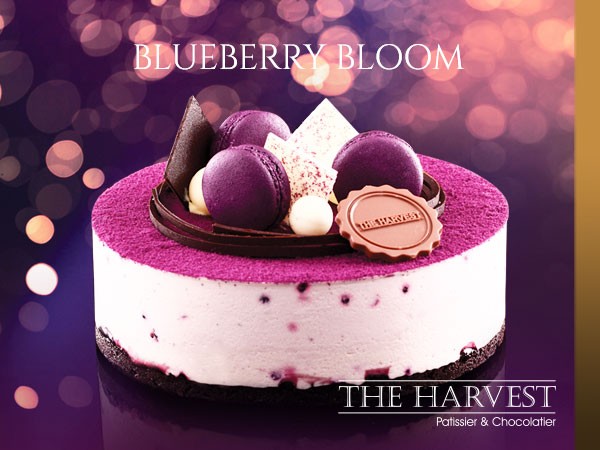 Ulasan Harga Cup Cake Harvest