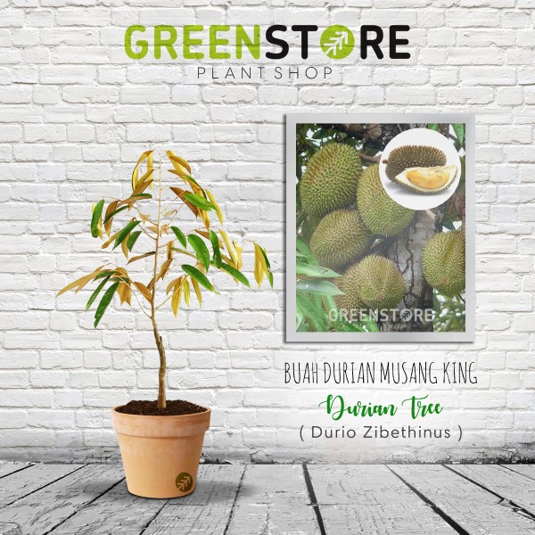 Bibit Durian Musang King Unggul Asli