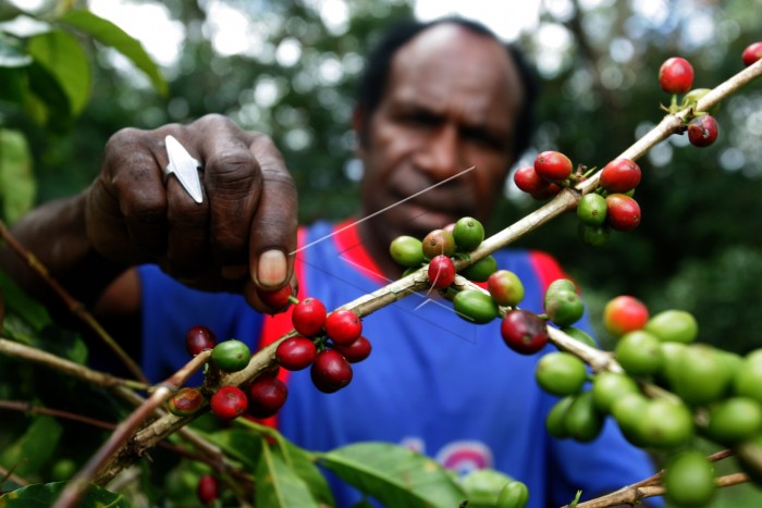 kopi-papua