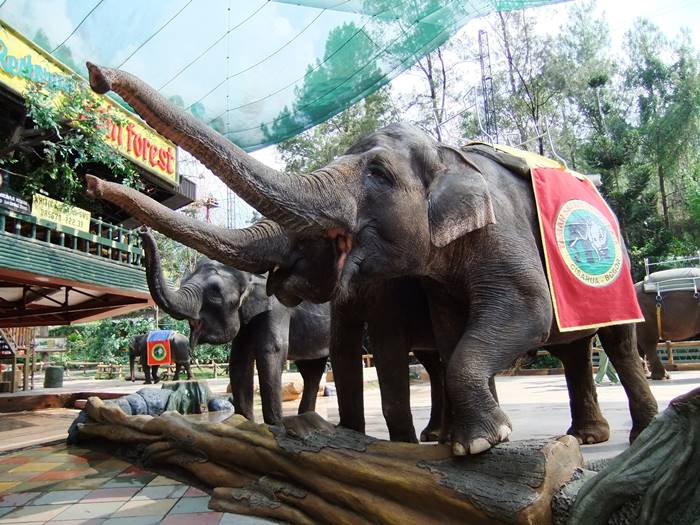 Wisata Sekitar Jakarta - Puncak