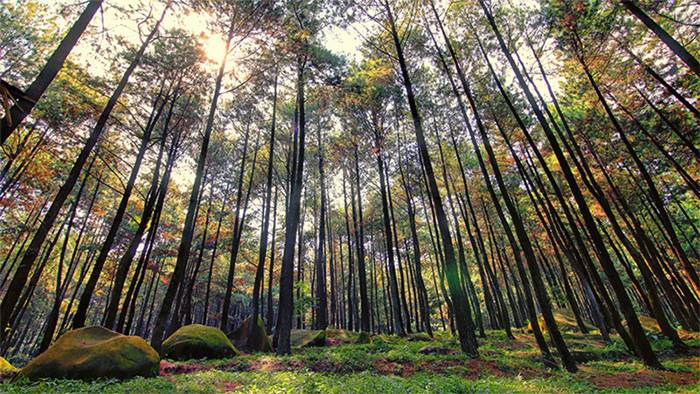 Wisata Sekitar Jakarta - Gunung Pancar