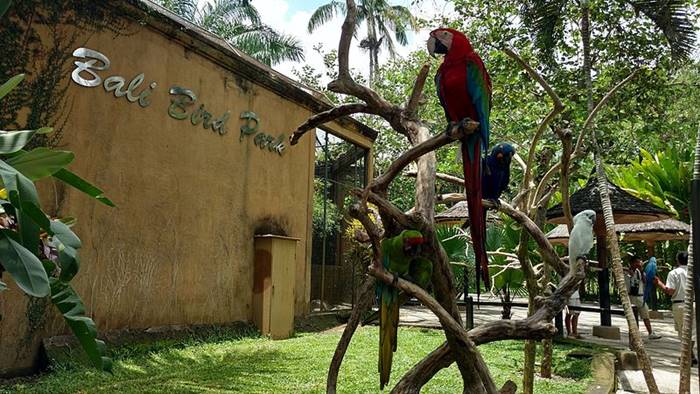 tempat wisata bali bird park