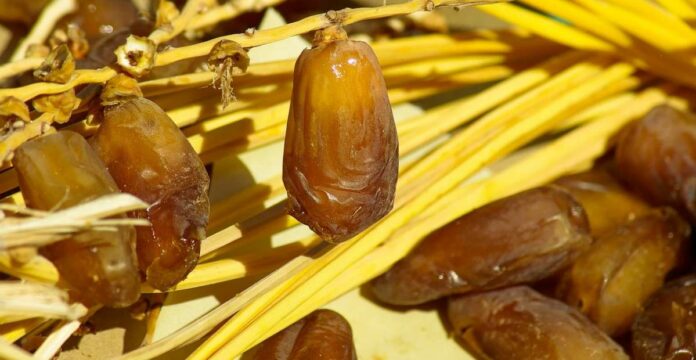 kurma