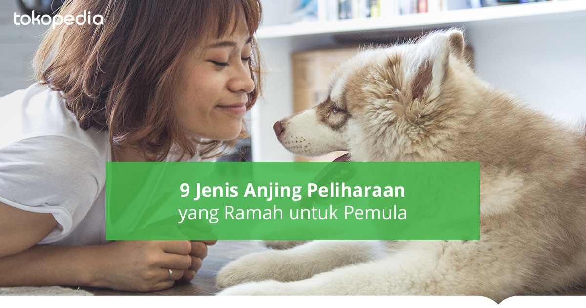 9 Jenis Anjing Peliharaan Yang Ramah Untuk Pemula Tokopedia Blog