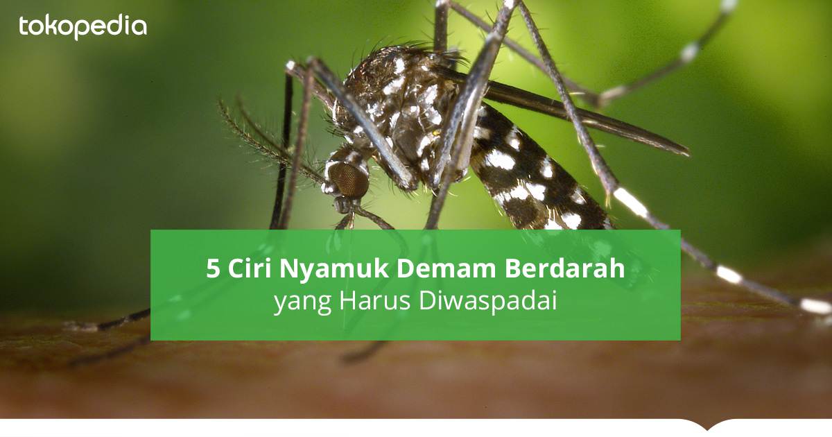 5 Ciri-ciri Nyamuk Demam Berdarah - Tokopedia Blog