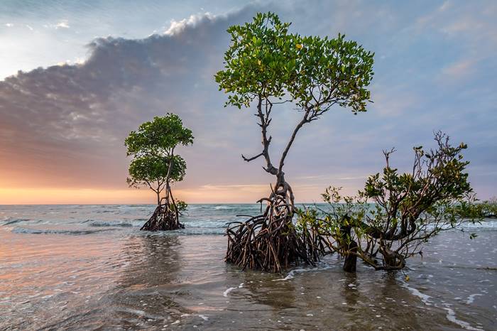 7 Kegiatan Menarik yang Bisa Dilakukan di Karimun Jawa - Menjelajahi Hutan Mangrove