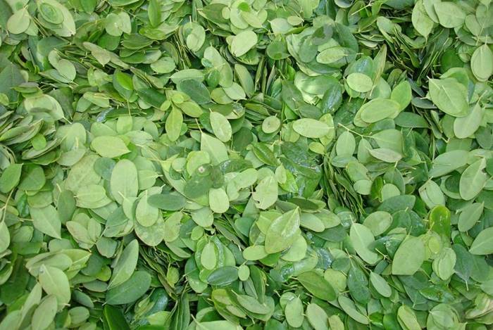 Oleh-oleh khas palu - daun kelor