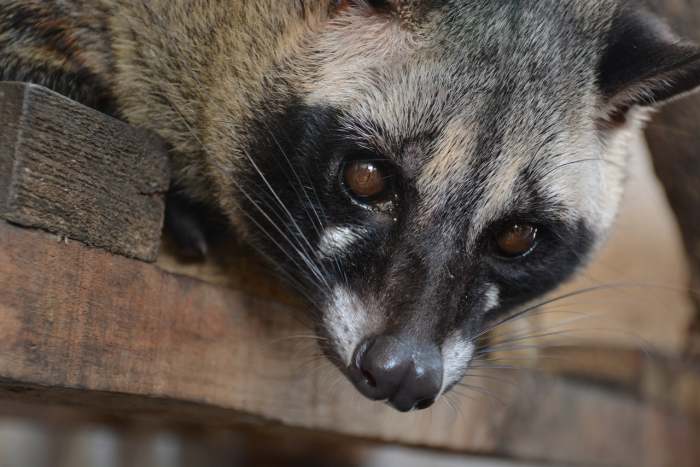 tradisi ngabuburit unik - bermain luwak