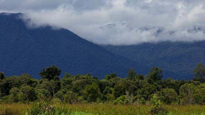 Taman Nasional Gunung Palung