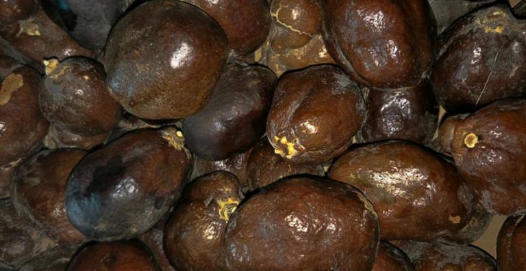 10 Manfaat Buah Zuriat untuk Kesehatan / Promil - Tokopedia Blog