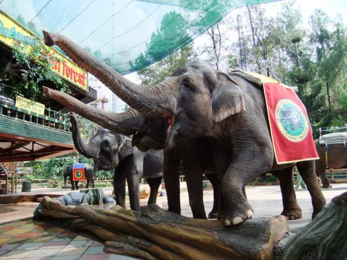 Wisata Safari di Bogor Puncak