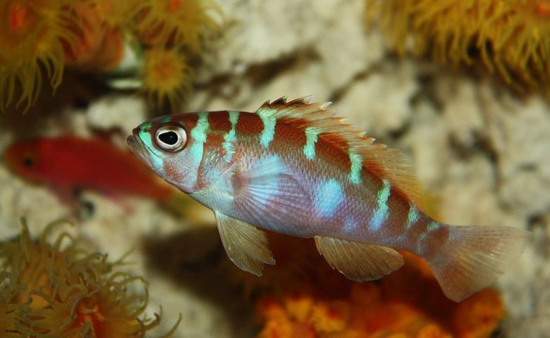 Chalk Bass