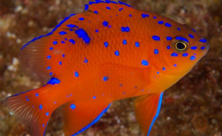 Damselfish