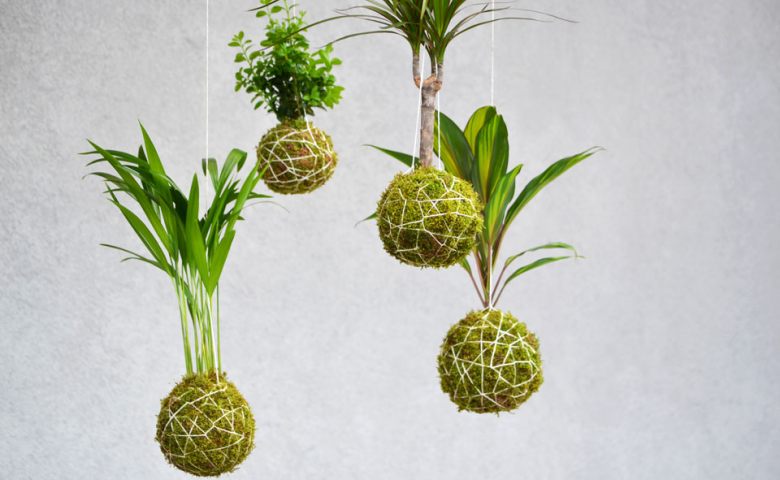 kokedama, cara membuat kokedama, kokedama adalah