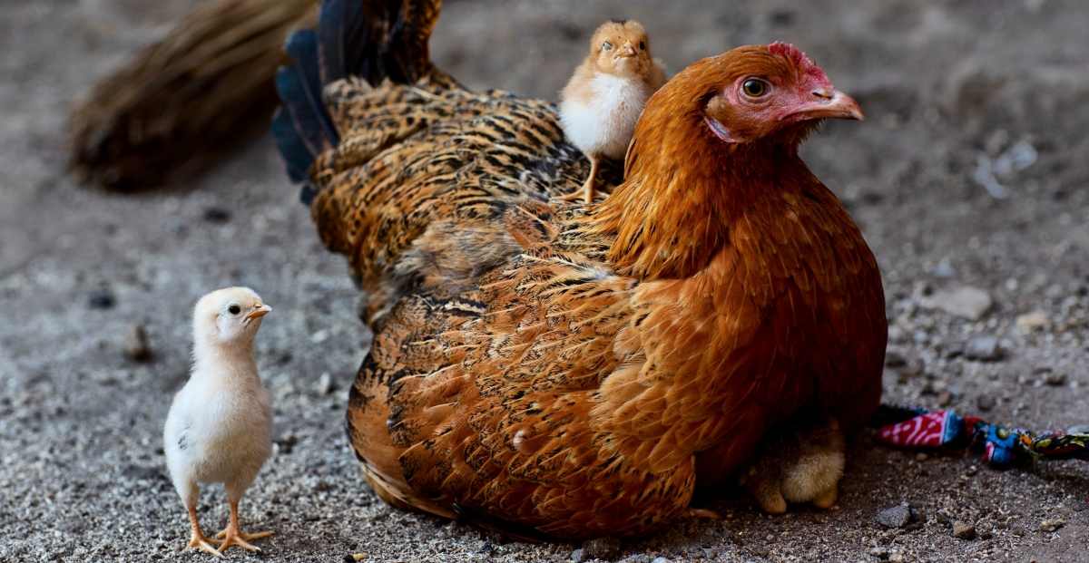 13 Gambar  Lucu  Ikan Kepala Ayam 