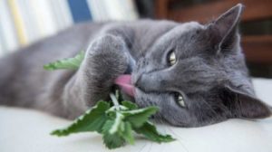 Catnip dan Kucing