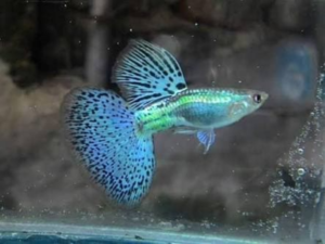 15 Jenis Ikan Guppy Populer Di Dunia Tokopedia Blog