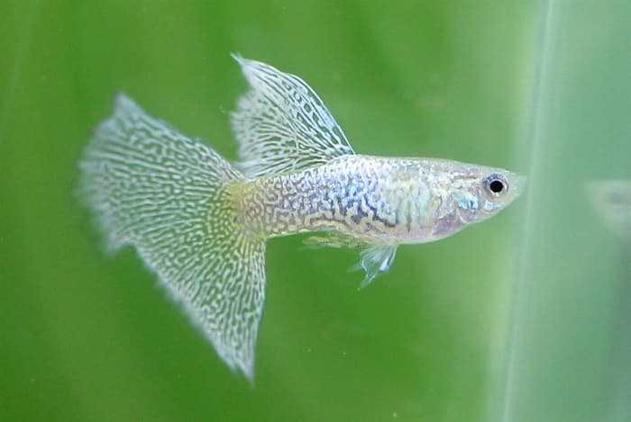  Jenis  Jenis Ikan Guppy  Ikan  Hias Murah yang Indah dan 