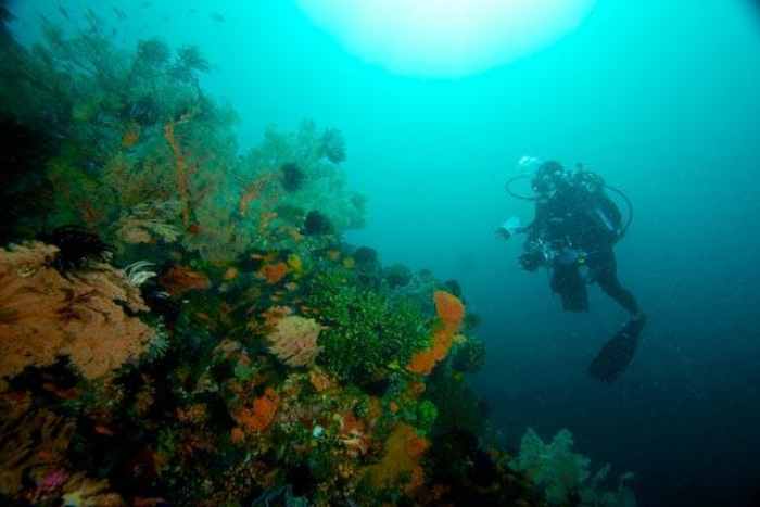 Destinasi lokasi diving terbaik di Indonesia