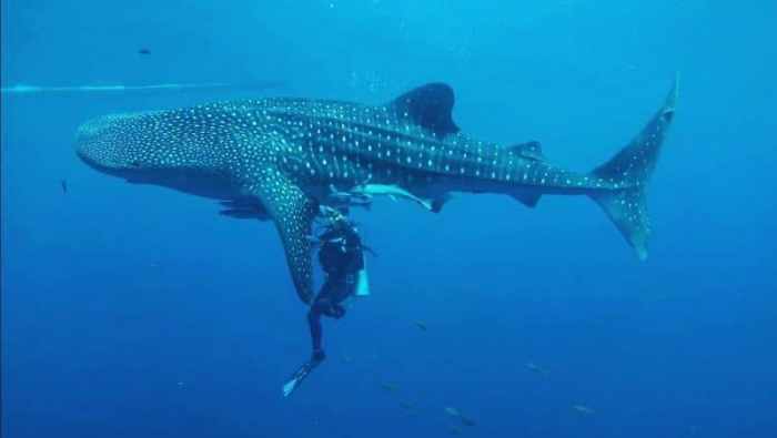 Destinasi lokasi diving terbaik di Indonesia