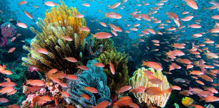 Destinasi lokasi diving terbaik di Indonesia