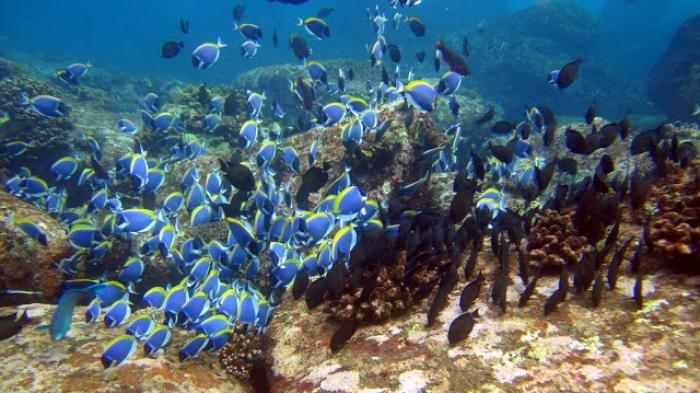 Destinasi lokasi diving terbaik di Indonesia