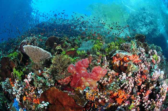 Destinasi lokasi diving terbaik di Indonesia