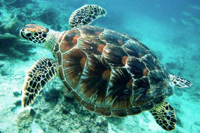 Destinasi lokasi diving terbaik di Indonesia