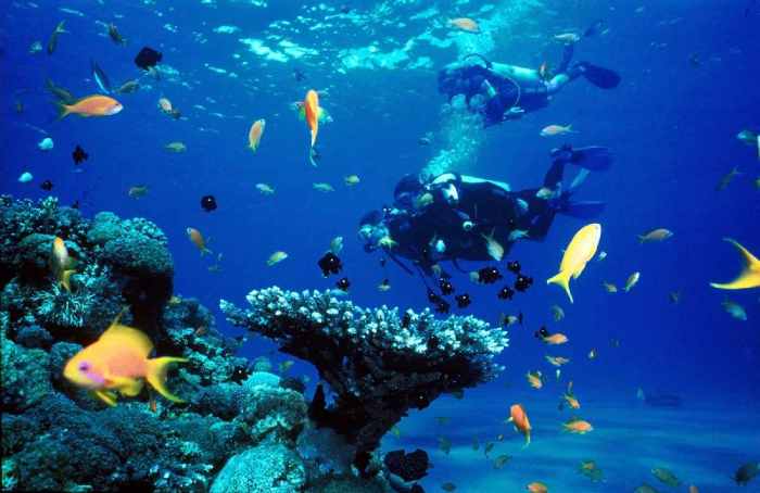 Destinasi lokasi diving terbaik di Indonesia