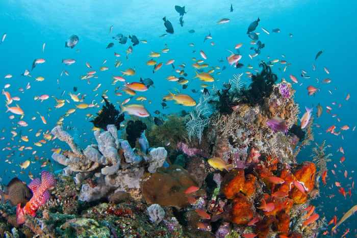 Destinasi lokasi diving terbaik di Indonesia