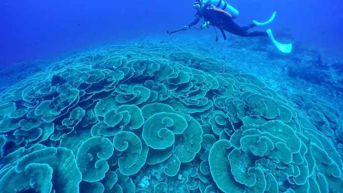 Destinasi lokasi diving terbaik di Indonesia