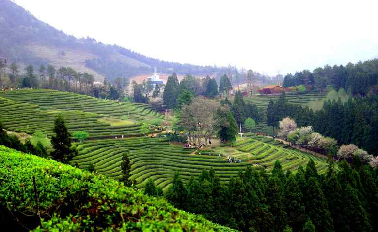 tempat wisata alam di korea selatan Boseong Green Tea Field