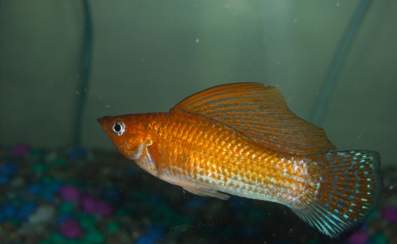 jenis ikan molly