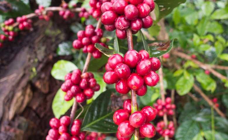 jenis kopi dan macam macam kopi di dunia