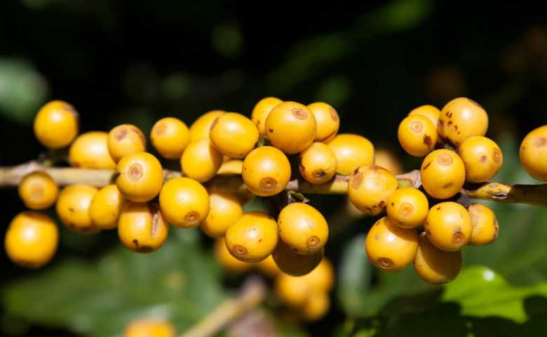 jenis kopi di dunia: kpi catuai