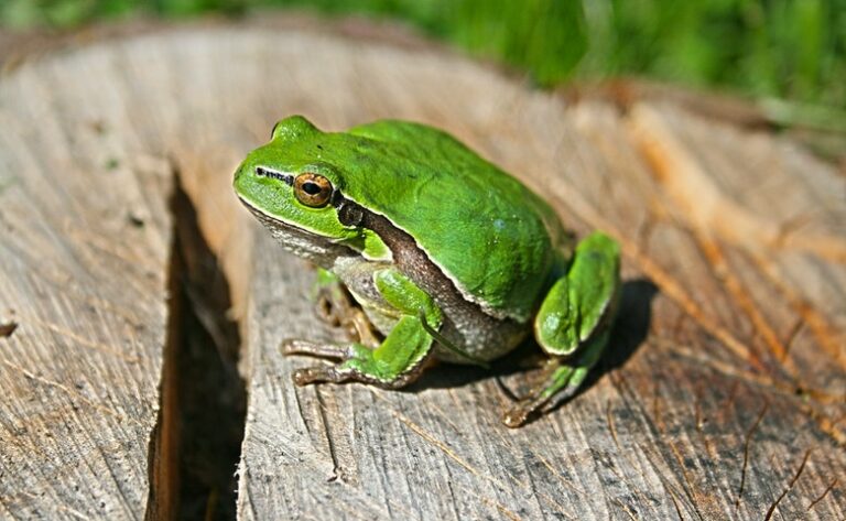 Daur Hidup Katak Mulai dari Telur, Berudu hingga Katak Dewasa