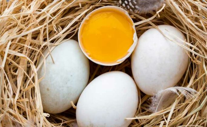 11 Manfaat Telur Bebek: Lebih Baik dari Telur Ayam?