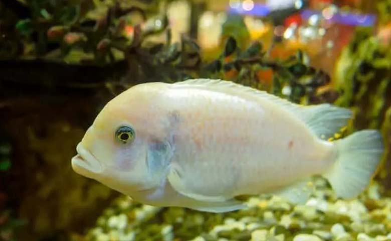 Oscar Ikan Albino