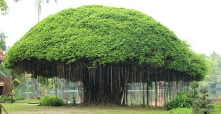 Pohon Beringin Dianggap Angker Ini Makna Hingga Manfaatnya Pohon Beringin Dianggap Angker Ini Makna Hingga Manfaatnya