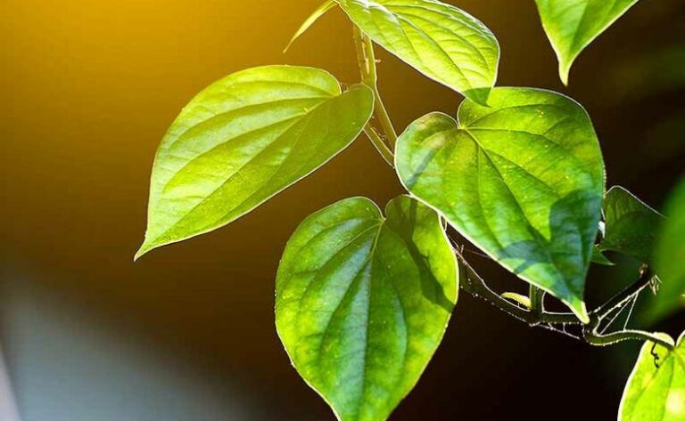 13 Manfaat Daun Sirih: Obat Herbal Paling Terkenal
