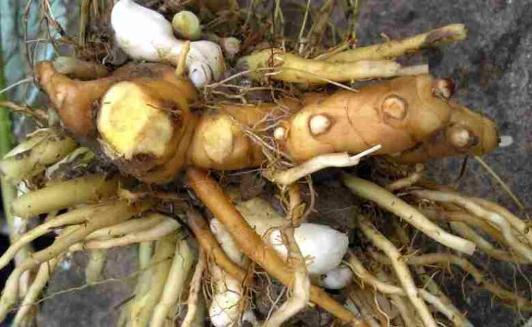 Tumbuhan yang Berkembang Biak dengan Umbi Batang & Gambarnya