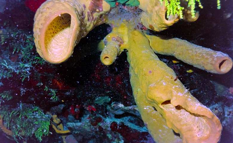 hewan avertebrata