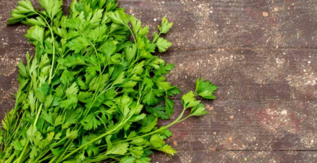 11 Manfaat Parsley/Peterseli Cegah Diabetes hingga Awet Muda