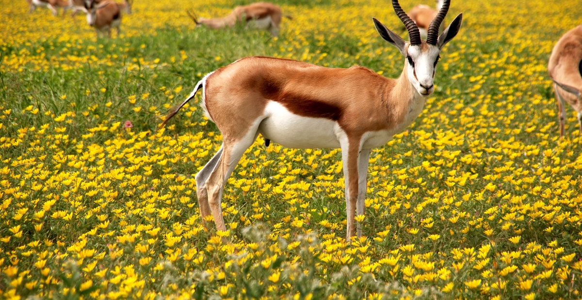 Ciri Ciri Makhluk Hidup Lengkap Dengan Gambar Dan Penjelasannya